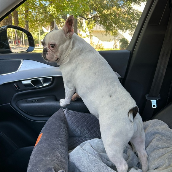 Meet your Posher, Lorrie - Picture 5 of 8